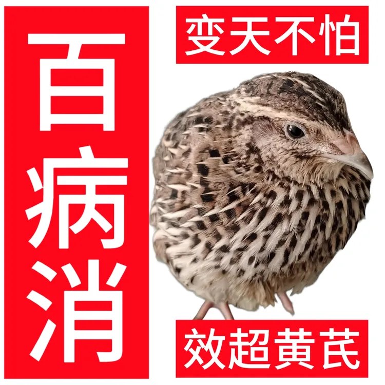 百并消鹌鹑消应激去病因变天不怕强免疫力效超黄芪无抗无药残