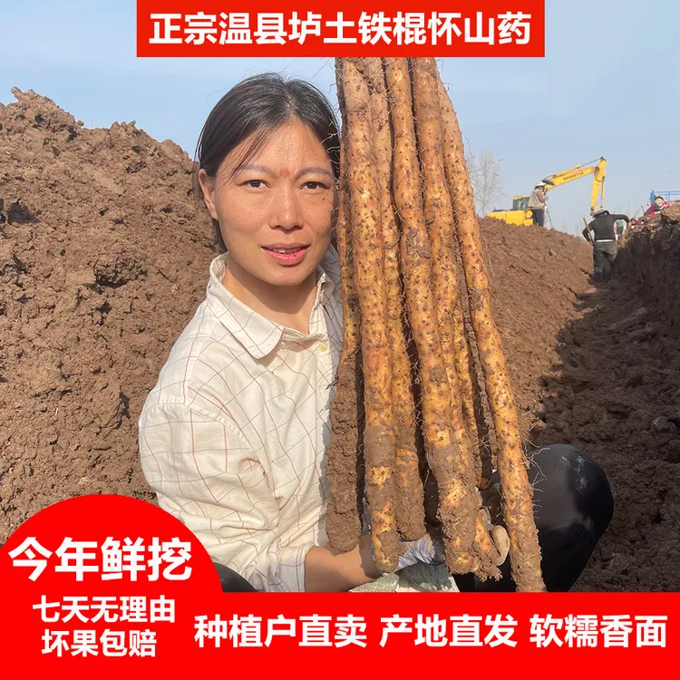 牛卫卫正宗温县新鲜铁棍山药净重5斤装起河南焦作原产地垆土怀山
