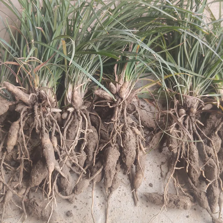 四川绵阳三台县中药材麦冬苗可煲汤 绿化苗 庭院苗 工程苗