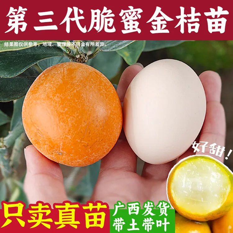 广西第三代脆蜜金桔树苗嫁接庭院盆地栽融安四代大果脆滑皮果苗木