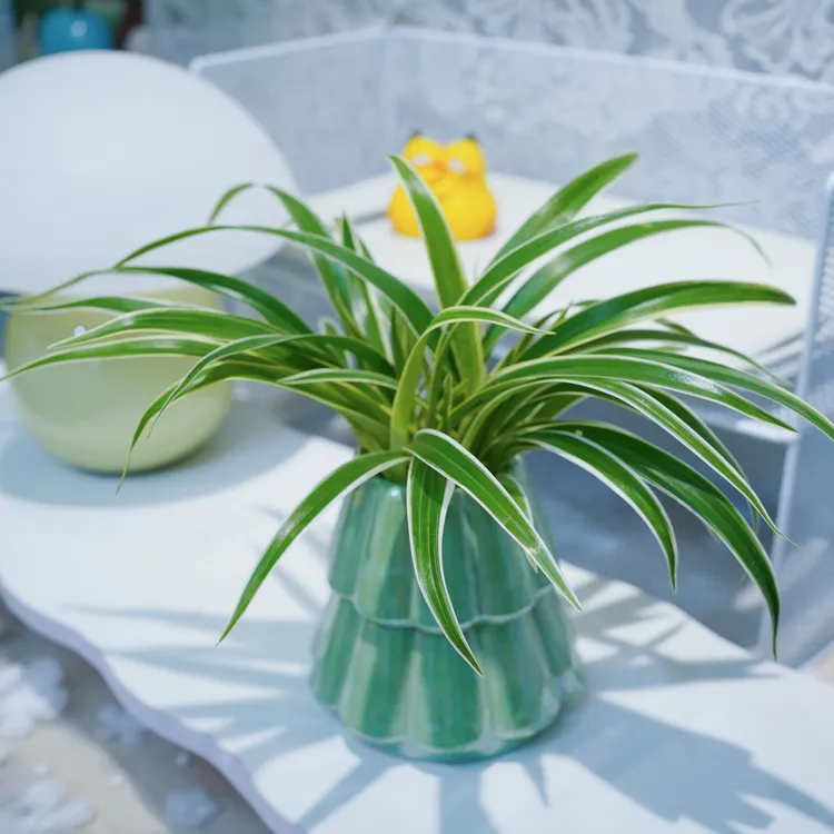 水培金边吊兰植物室内水养办公室桌面花卉绿植去用