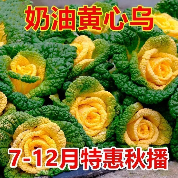 奶油黄心乌塌菜黄玫瑰雪里金花四季耐寒黄心菜菊花心菜秋冬季蔬lz