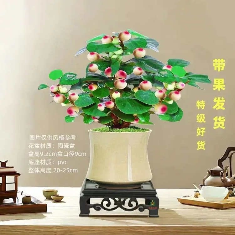 【15-20果】小盼带果子种室内花草正宗桌面摆件小盼小盼菩提树盆栽