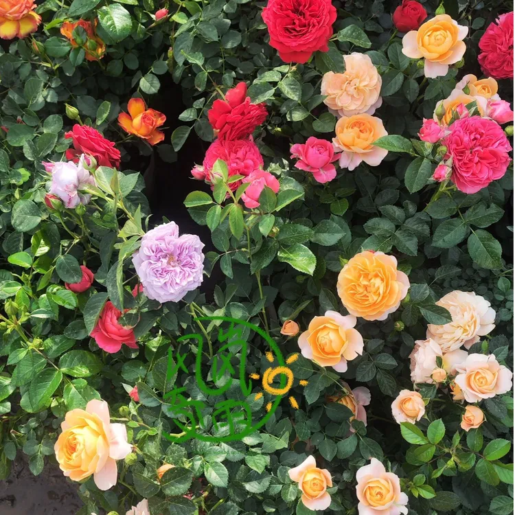 大花月季盆栽花苗带花苞四季开花阳台多头鲜花植物蔷薇玫瑰花苗