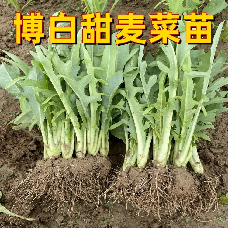 正宗广西博白甜麦菜种苗带根带泥发货栽种容易四季可种