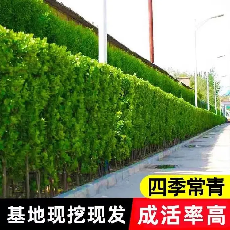 篱笆围栏植物大叶北海道黄杨苗冬青树苗四季常青耐寒庭院绿篱树苗
