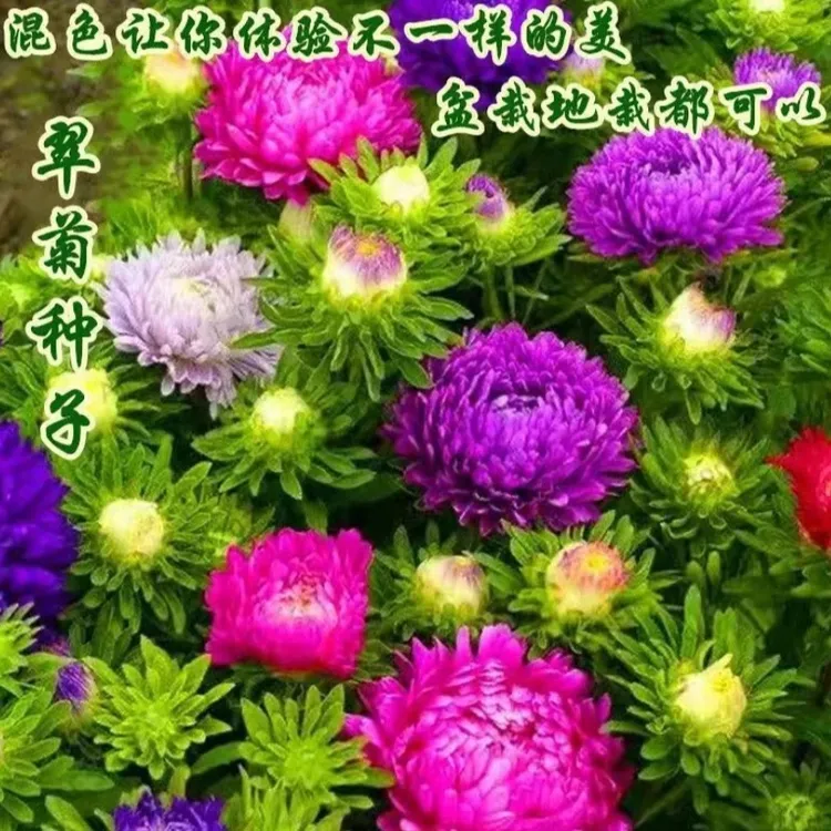 【翠菊种子】混色重瓣菊花种子姜丝辣花种子阳台庭院易活花卉种子商品图