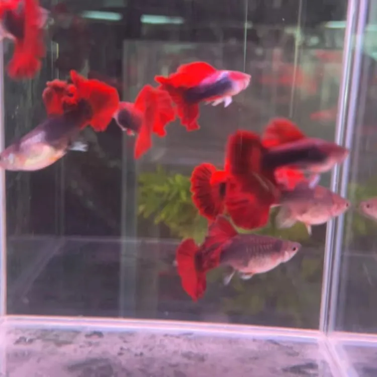 精品菊花帆褶扇孔雀鱼小型热带鱼淡水鱼