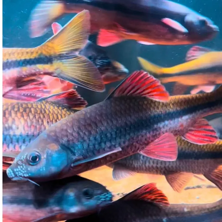 浙江红腹溪石斑光唇鱼小型冷水观赏鱼好养耐活适合新手溪石斑鱼