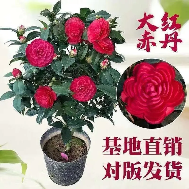 六角大红赤丹茶花树苗耐寒耐热室内花卉盆栽四季绿植室外庭院阳台