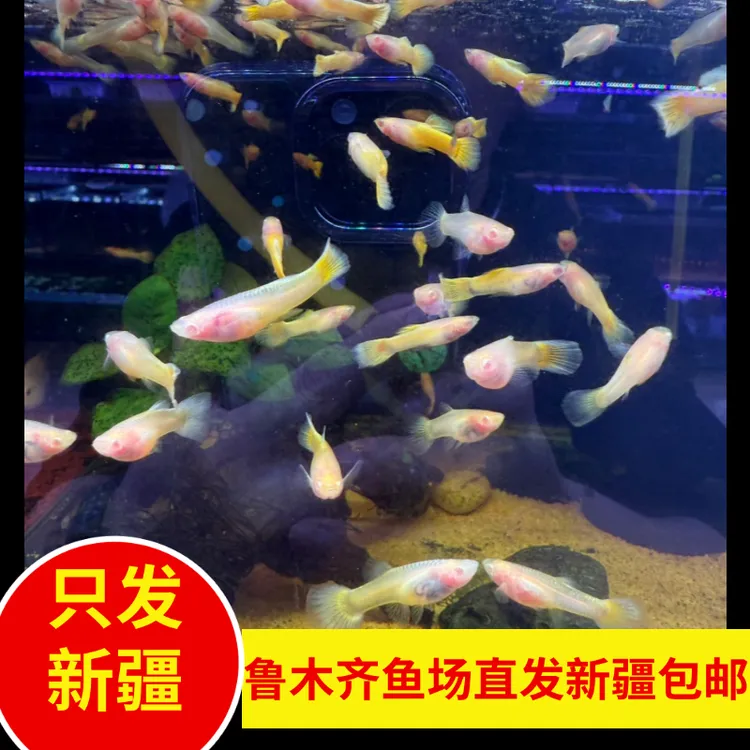 新疆鱼乐圈包邮精品孔雀黄金玻璃猫孔雀越南进口