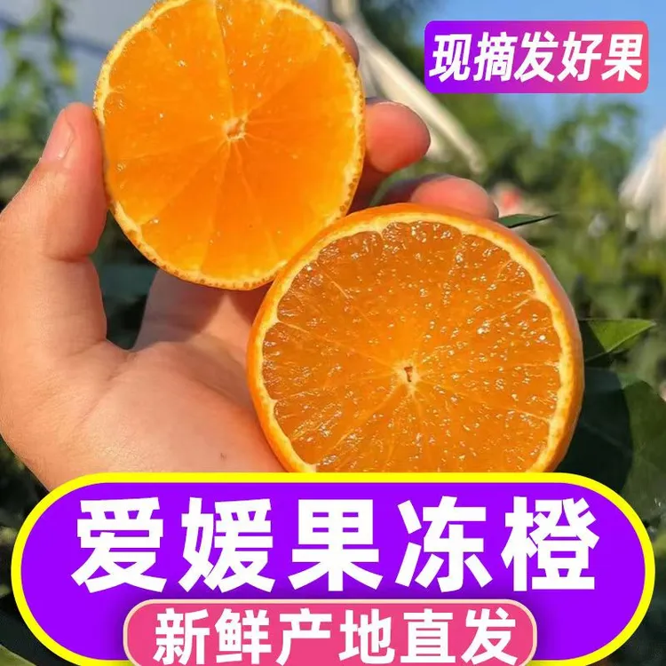 新鲜现摘爱媛果冻橙皮薄多汁香甜可口应季水果双网套包装