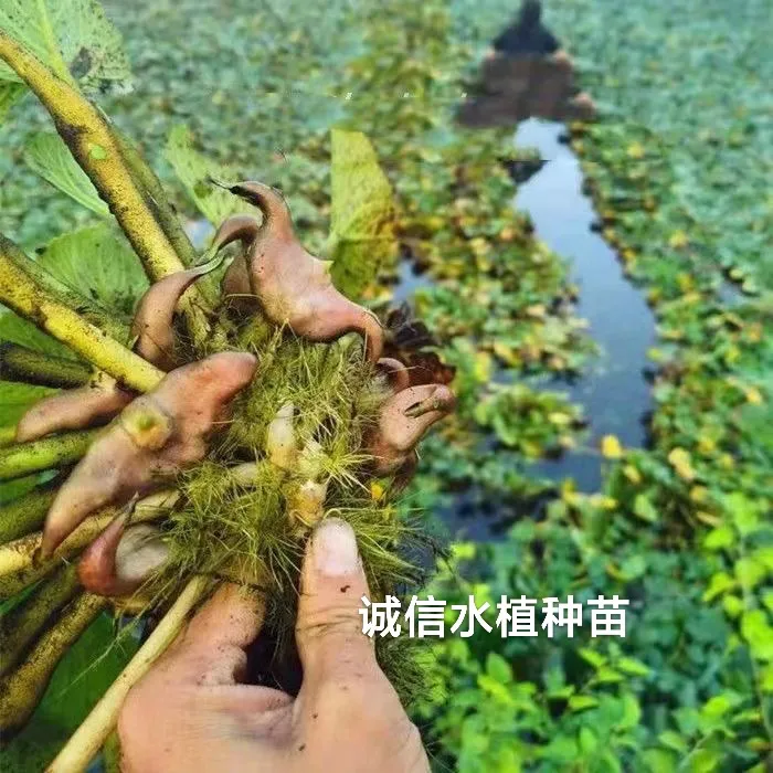 早熟新鲜菱角蔬菜种子菱角苗种植水生植物红菱角种子青菱角菱角苗