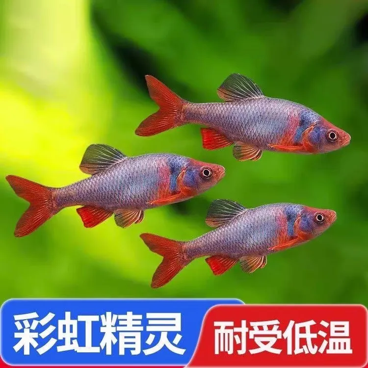 彩虹精灵卢伦真小北美原生冷水淡水观赏鱼好养耐活群游黑尾大勾