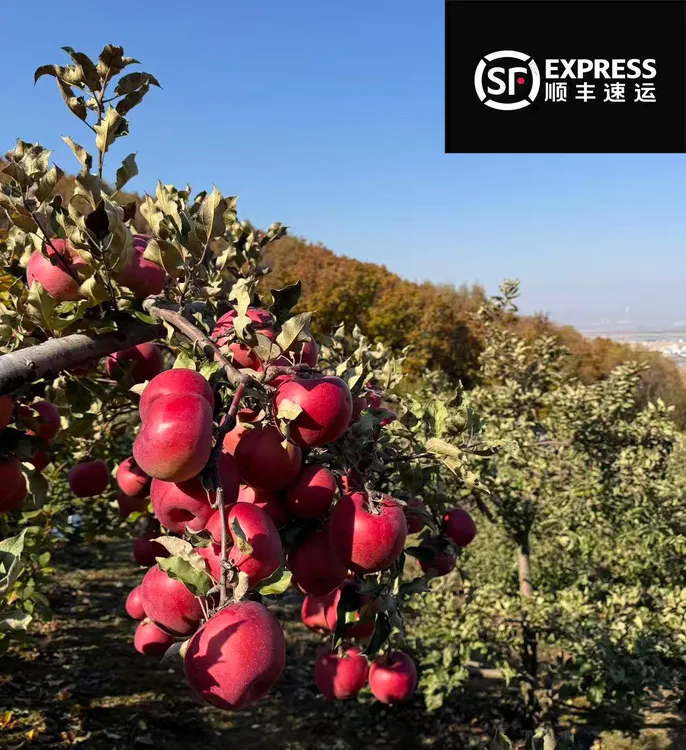 东北寒地老式苹果 酸甜多汁 霜后采摘(大果)