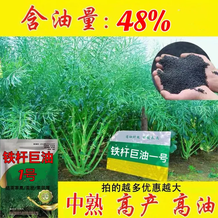 铁杆巨油一号高产矮杆早熟油菜种子原装正品杂交榨油油菜新种