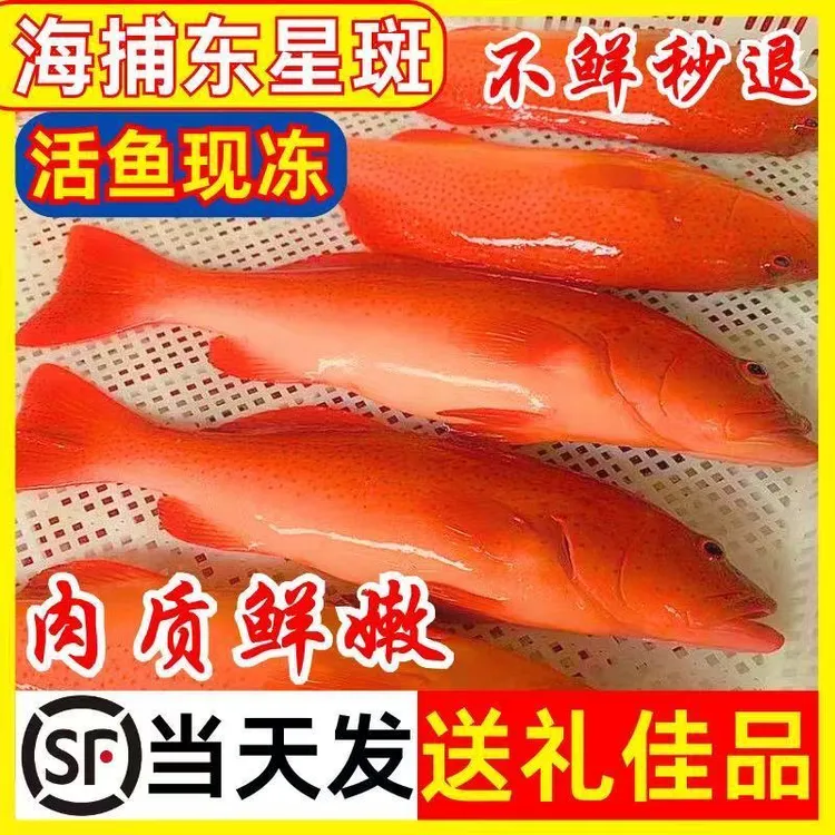 海捕东星斑鲜活3条斑鱼刺身石斑鱼新鲜鲜活速冻海鲜水产顺丰包邮