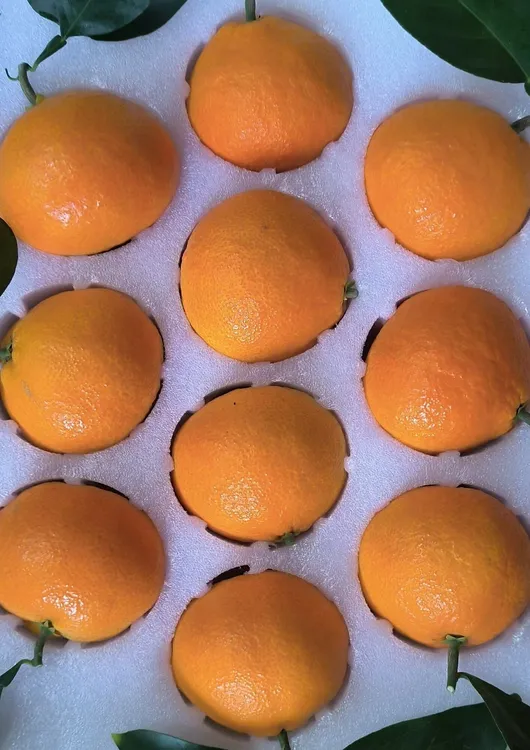 果冻橙  红美人  柑橘   