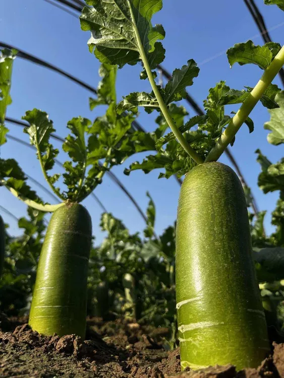 【顺丰包邮】正宗潍县水果萝卜（辣）大众爱吃的水果萝卜夏季水分偏干