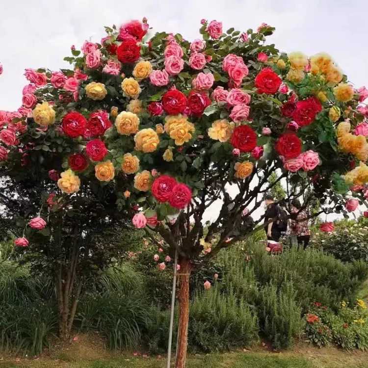 多色变色棒棒糖树桩月季花苗树状特大花朵四季花卉植物庭院玫瑰花