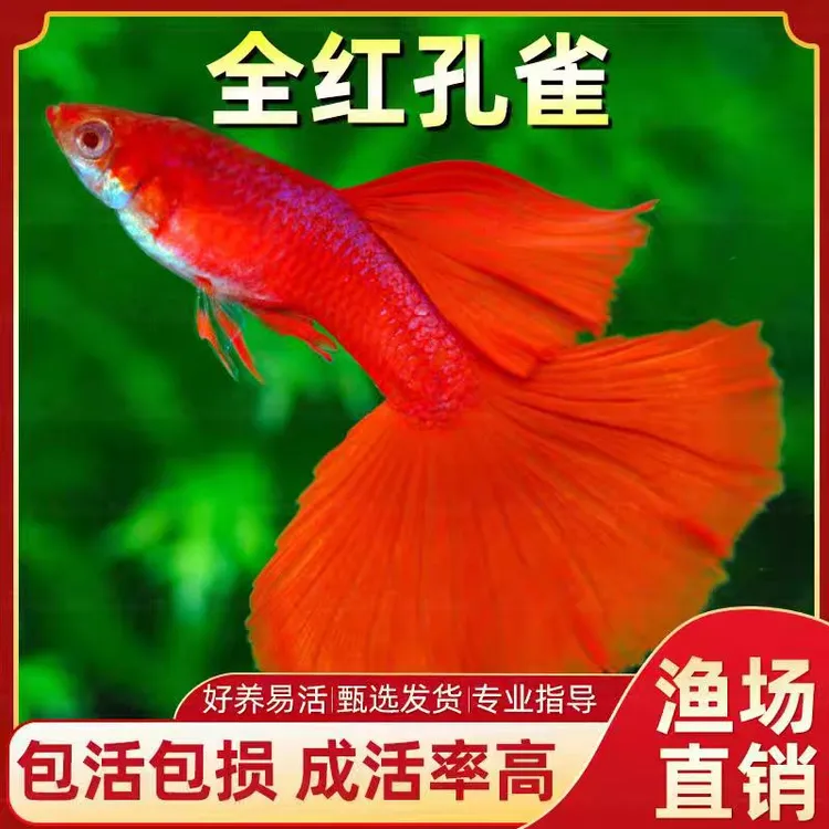 纯种全红孔雀鱼小型热带观赏鱼好养耐活易繁殖