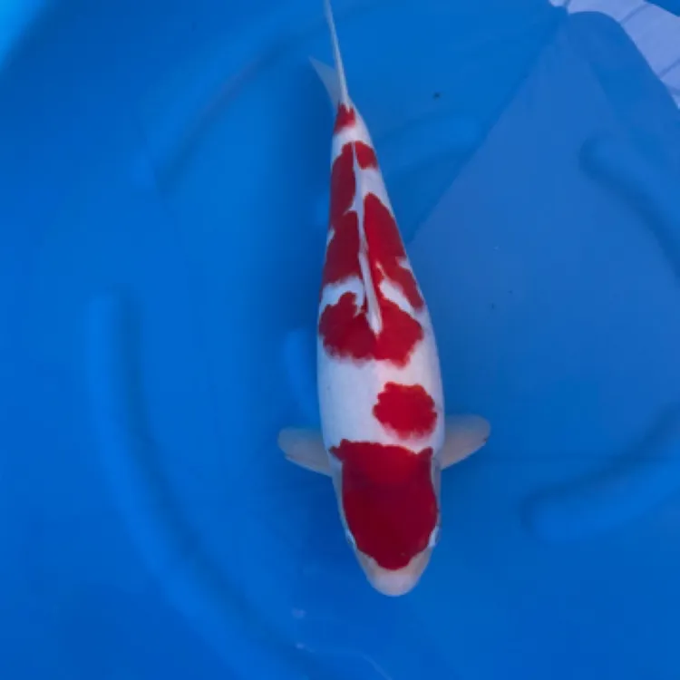 公爵锦鲤鱼活体观赏鱼红白大正昭和白写直播链接1