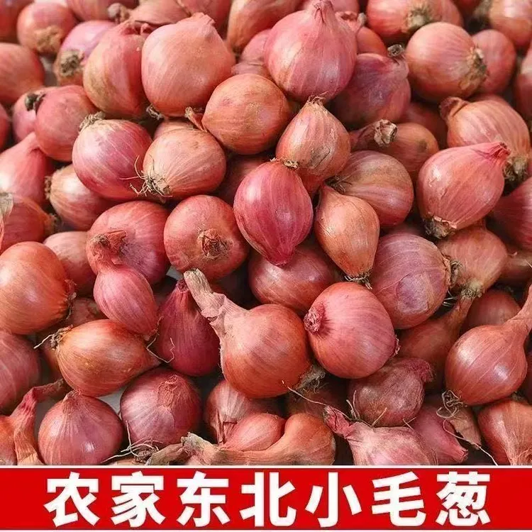 3斤东北毛葱2025年笨农家毛葱