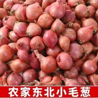 3斤东北毛葱2025年笨农家毛葱
