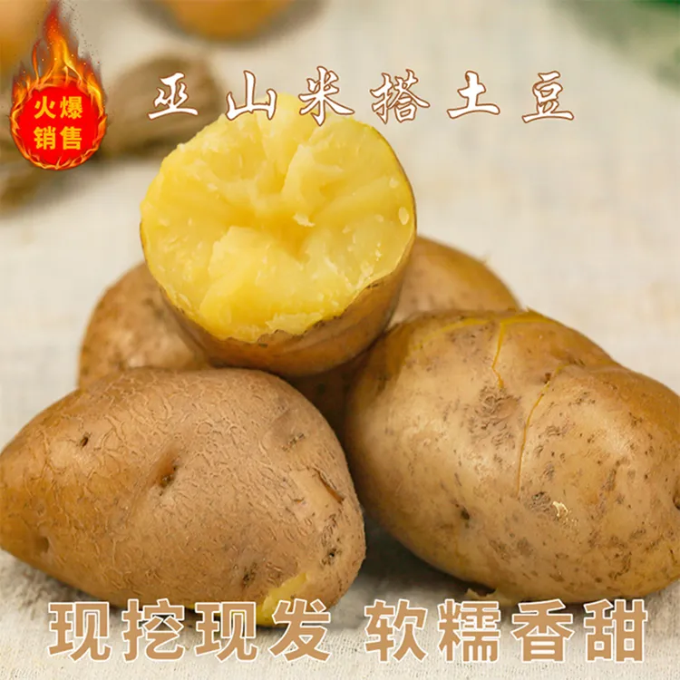 巫山老品种黄心米达洋芋粉糯香甜新鲜现挖