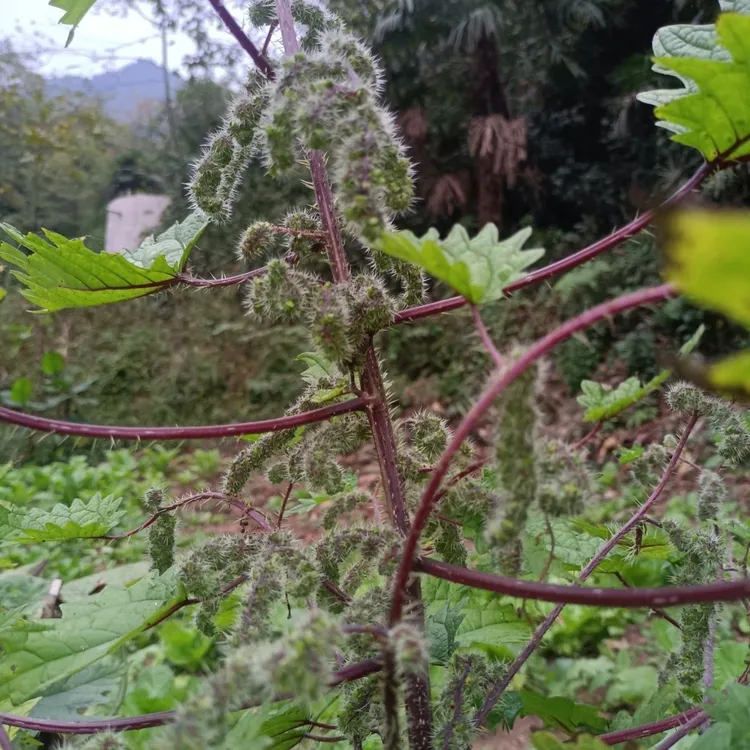 山货野生红活麻根大活麻根风湿麻木红活麻红中药材