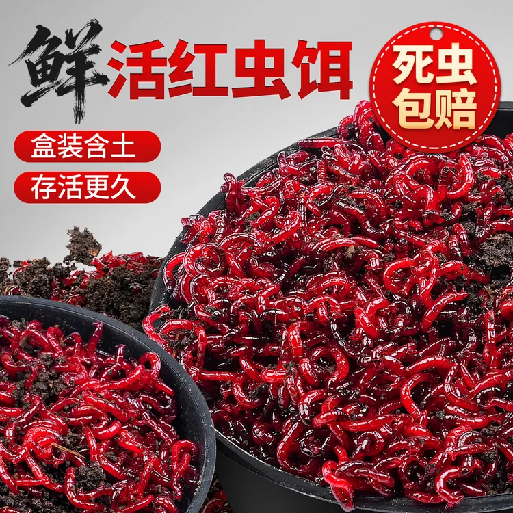 新鲜红虫活饵特大号公虫批发饵料台钓鲫鱼白条喂鱼鱼饵挂钩钓饵料