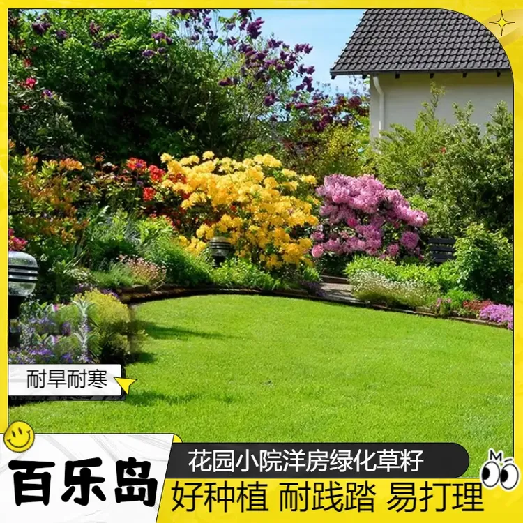 【四季青】庭院绿化护坡草籽耐践踏易打理耐旱耐寒低矮草坪种子