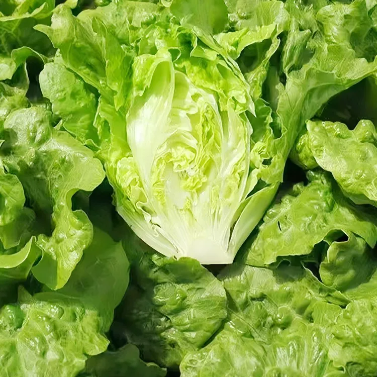 【只做精选】新鲜意大利生菜绿叶菜烤肉涮火锅河南当季低脂蔬菜现挖商品图