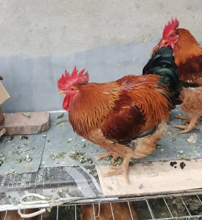 【九斤红】畜牧饲料谷物健康营养均衡饲料好喂养