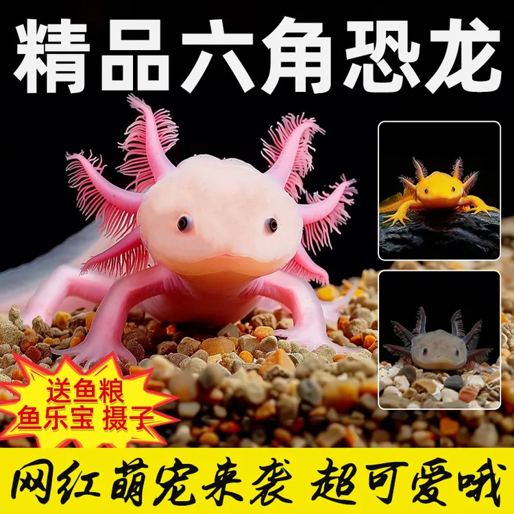 六角恐龙鱼冷水观赏鱼蝾螈水族宠物活体六角龙淡水好养易活网红鱼