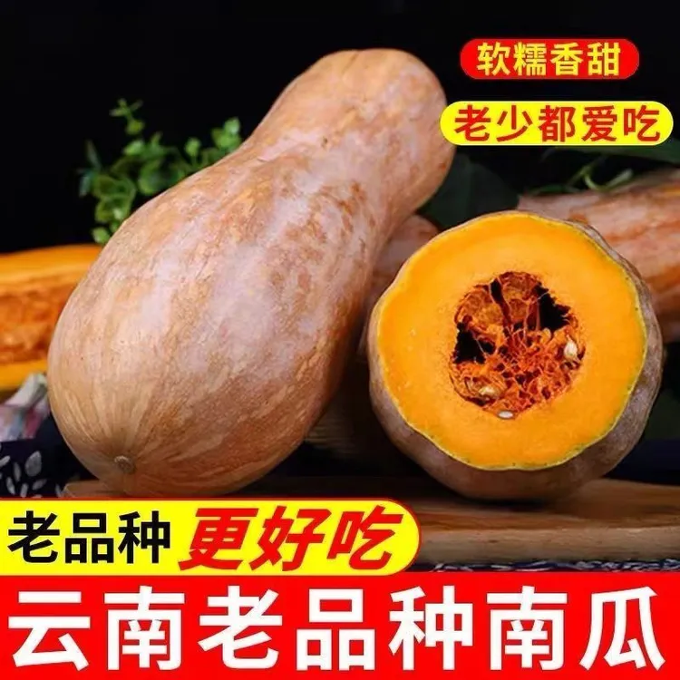云南老南瓜农家自种当季新鲜粉面甜糯宝宝辅食整箱蜜本南瓜