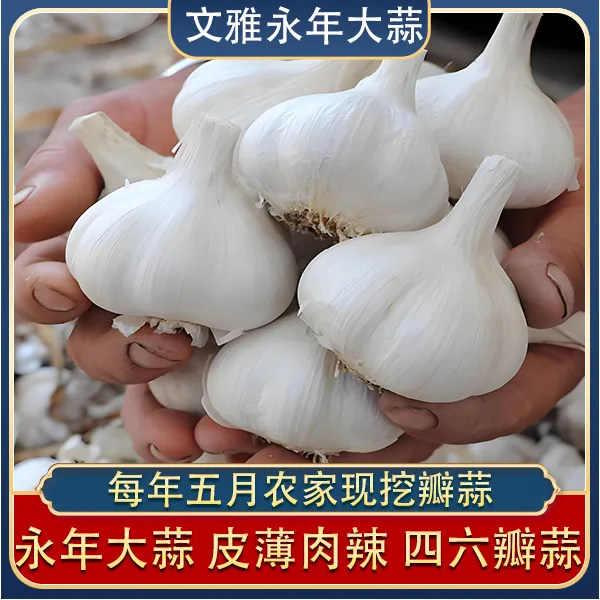 河北邯郸永年四六瓣大蒜新鲜白皮蒜头辣味大蒜头干蒜1斤/3斤/5斤