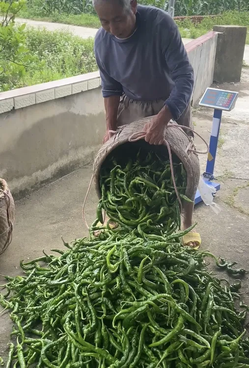 【现摘现发】湖南农村露天辣椒薄皮本地新鲜辣椒特辣皱皮辣椒螺线椒