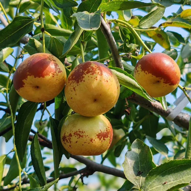 【乐呵专属】【京东包邮】山东沾化冬枣3斤装 新鲜冬枣肉厚核小肉质细腻清甜