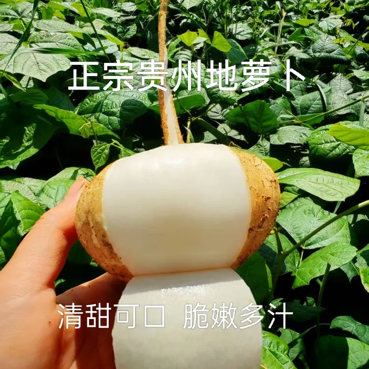 贵州新鲜地萝卜现挖农家凉薯地瓜土瓜蔬菜水果沙葛9斤包邮