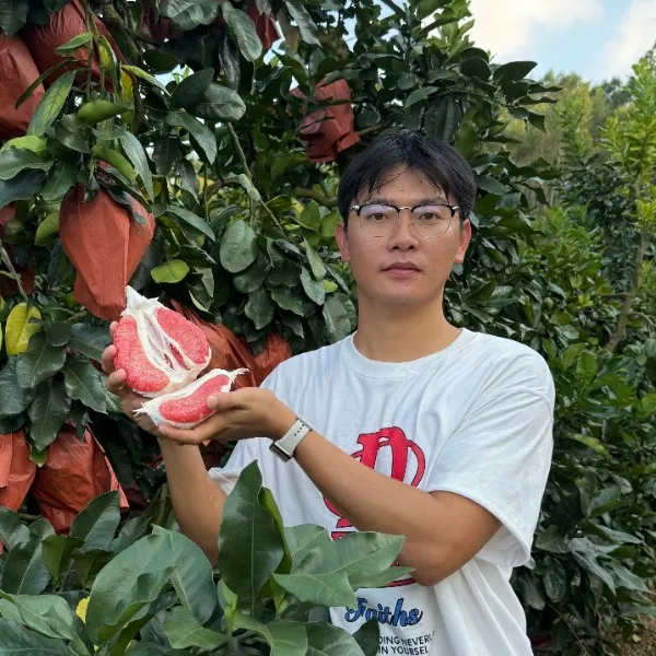 [顺丰快递]老树三红柚新鲜采摘鲜甜多汁漳州红肉柚子新鲜应季