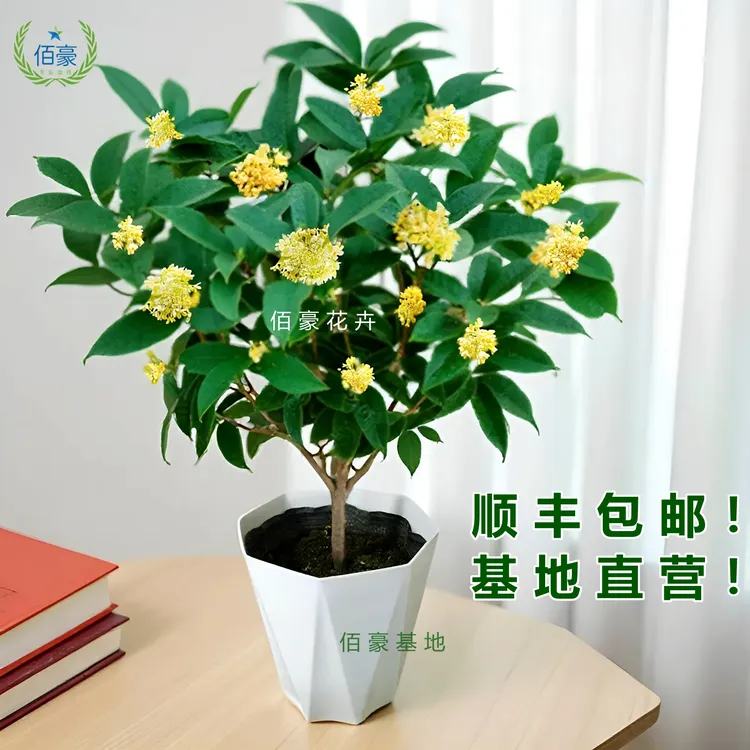 四季桂花树盆栽浓香型开花带香味阳台庭院室内好养易活花卉绿植