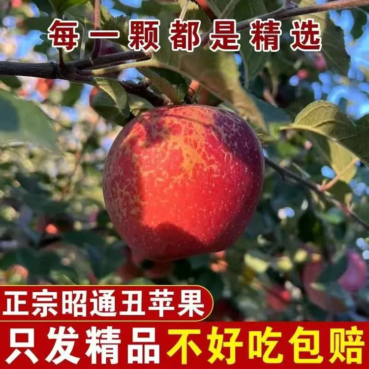云南昭通丑苹果当季新鲜脆甜多汁正宗整箱冰糖心高原水果现摘先发