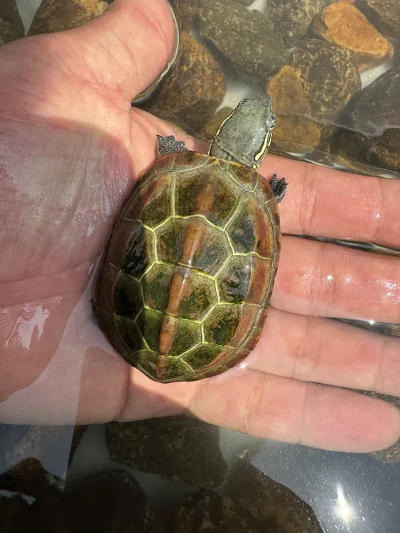 外塘冷水龟直播专用链接