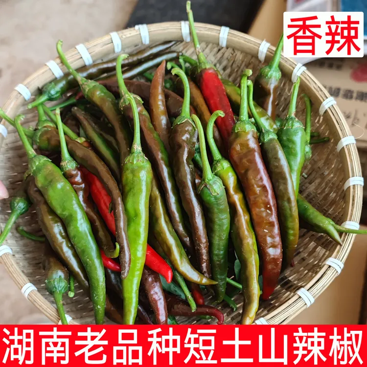 青紫红土山辣椒特香辣湖南本地农家自种老品种辣子新鲜特薄皮蔬菜