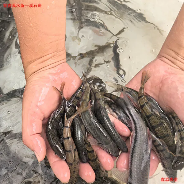 安吉溪水鱼-现杀溪石斑