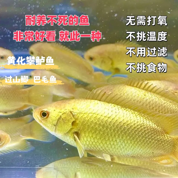 黄化攀鲈鱼黄化过山鲫鱼巴毛鱼观赏鱼耐养耐活免打氧免过滤淡水鱼