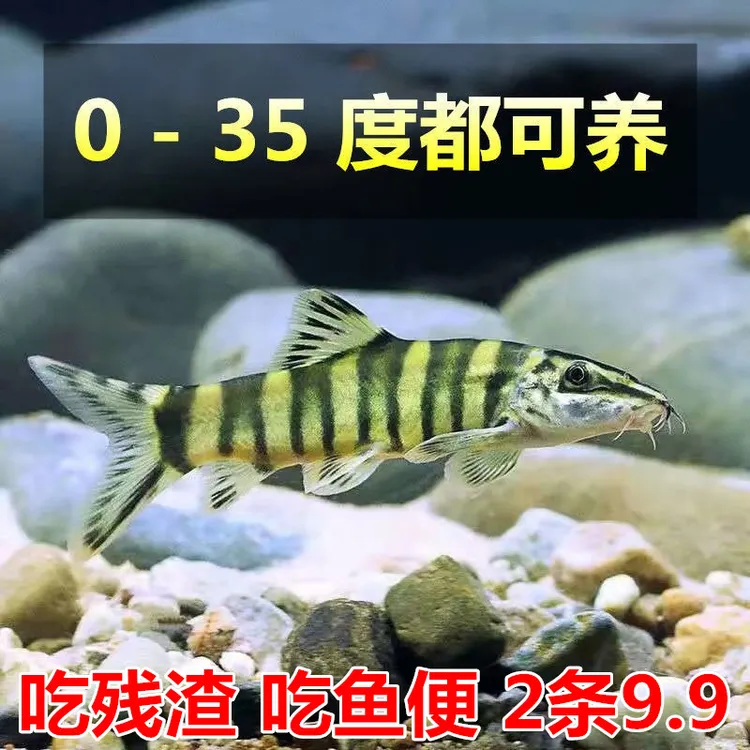 壮体沙鳅 原生冷水鱼 底层工具鱼 吃残渣粪便清洁鱼活体