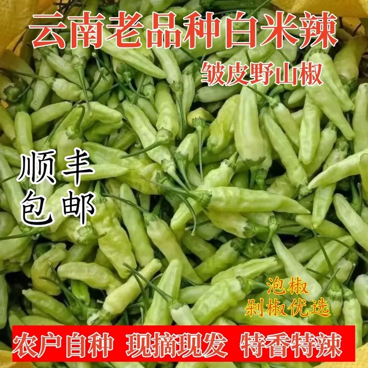 顺丰包邮云南新鲜野山椒白米椒正宗特辣泡椒现摘现发