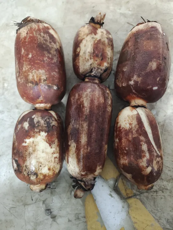 （省外可拍）莲藕-潮汕本地半咸水莲藕粉糯香甜现挖带泥新鲜直供